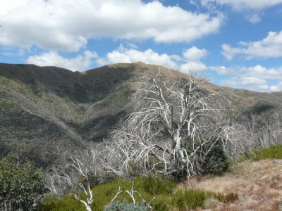 Mt.Feathertop and burnt trees. - P1070386.JPG
