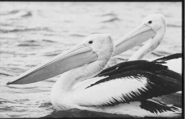 Pelican pair - Pair_of_Pelicans.jpg
