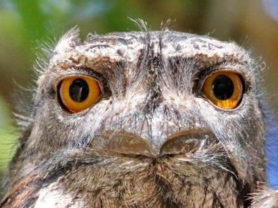 Frogmouth - IMG_0841c   a r.jpg