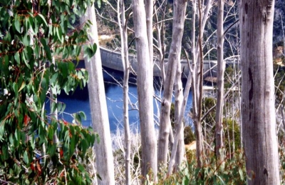 Tumut Pond through dead trees - Ninety Two0066.jpg