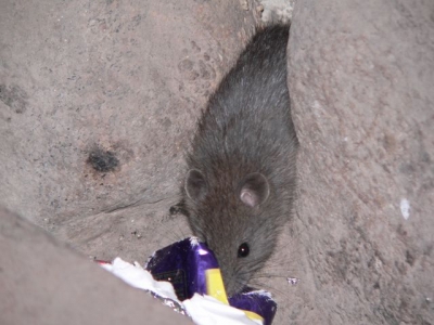 Mouse at Horsecamp. - P1080553.JPG