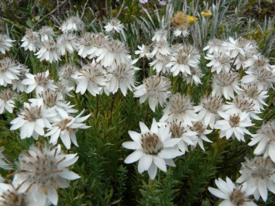 Wildflowers. - P1070406.JPG