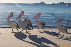 Morning stroll - 4_pelicans.jpg