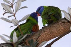 Feeding Time - IMG_0581crp.jpg