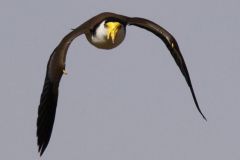 Dive Bomber 1 - IMG_1342crp.jpg