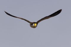 Dive Bomber 3 - IMG_1352 crp.jpg