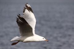 Gull 2 - IMG_1367 crp.jpg