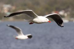 Duo - IMG_1374crp.jpg