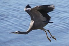 White Faced Heron - IMG_2078crp.jpg
