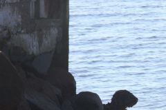 "Rocky" waits for master. - IMG_2093 crp.jpg
