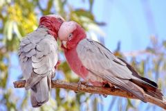 True love - IMG_4758ca ca r .jpg