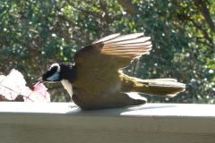 Sunning - P1010594.jpg