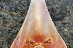 Shovel nosed shark - P1020903.jpg
