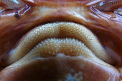 How about a kiss? - P1020907.JPG