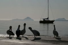 Preen - P1050324.jpg