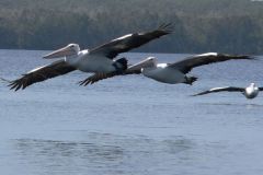Flypast - P1050874_cr.jpg