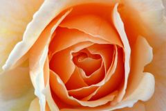 Rose - P1060580 exp crp.jpg