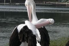 Necking - P1090156.jpg