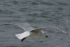 Gull - P1110242 adj.jpg