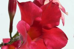 Bud - P1140558.jpg