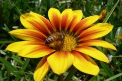 Pollinator - P1170099.JPG