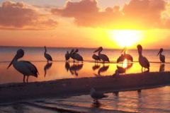 Morning Parade - Pelican preening.jpg