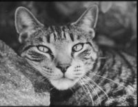 Moody Moggy - howard_lucys_cat_USA_thumb.jpg
