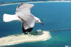 Nobbys (Composite) - nobbys copy.jpg
