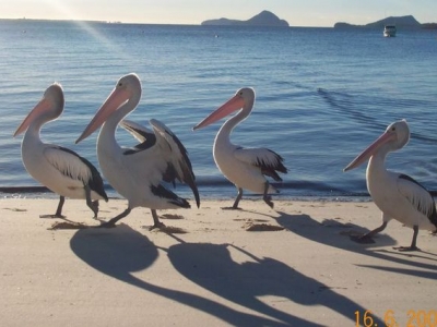 Morning stroll - 4_pelicans.jpg