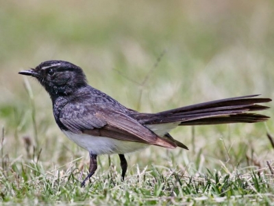 Willy Wagtail - IMG_1680c  a  r.jpg