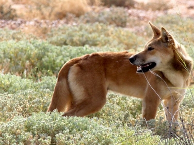 Dingo, Central Australia - IMG_4402ca r.jpg