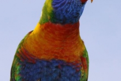 IMG_0582crp
