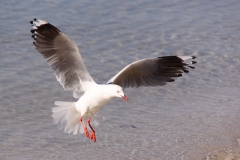 IMG_0726crp