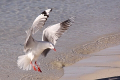 IMG_0727crp