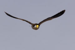 IMG_1352_crp