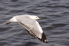 IMG_1379_crp