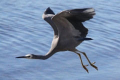 IMG_2078crp