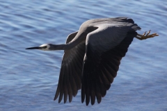 IMG_2079crp