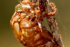 IMG_2206crop__a