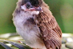 IMG_7004_for_JB__a