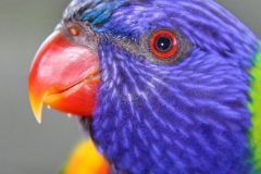 IMG_8668crp___a_r