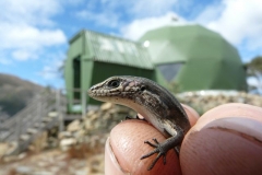 Local_resident