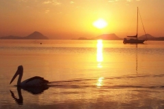 Lone_Pelican