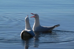 P1010664