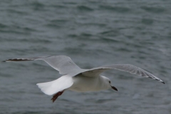 P1110242_adj
