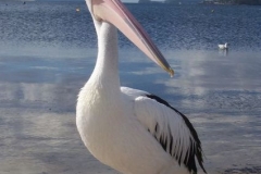 Pelican_1
